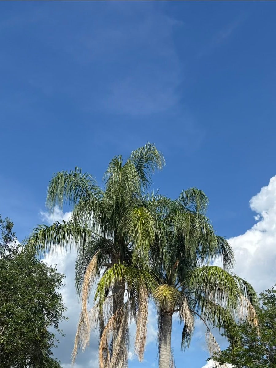 Front-yard palms before cleanup with heavier hanging fronds visible