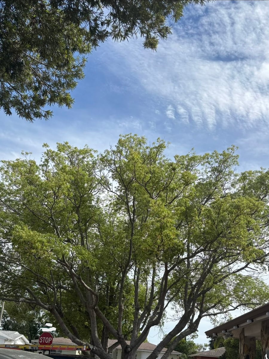 Large residential canopy before pruning with fuller branches over the driveway