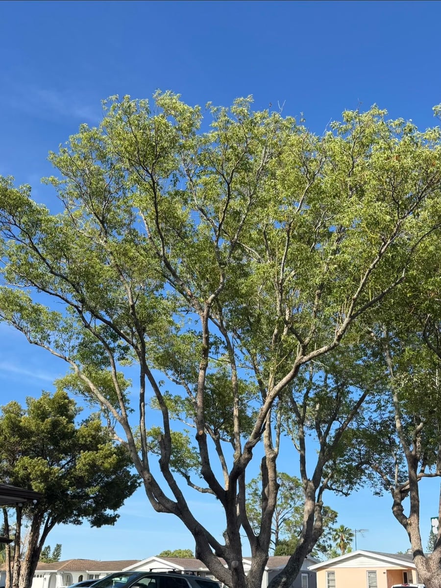 Second view of the large residential tree canopy after pruning with a cleaner shape