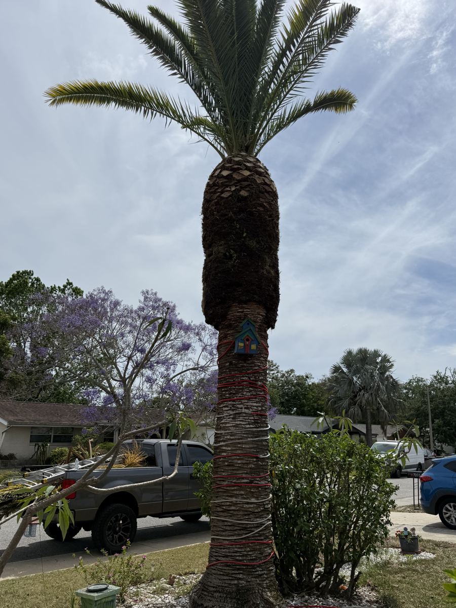 Canary Island date palm after trimming, with a cleaner canopy