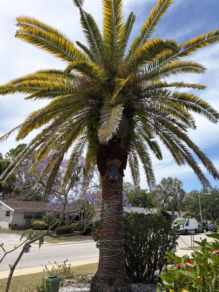 Canary Island date palm before trimming, with yellowing lower fronds visible