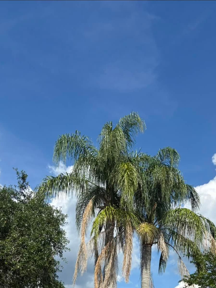 Two residential palms before canopy cleaning, with dead hanging fronds visible